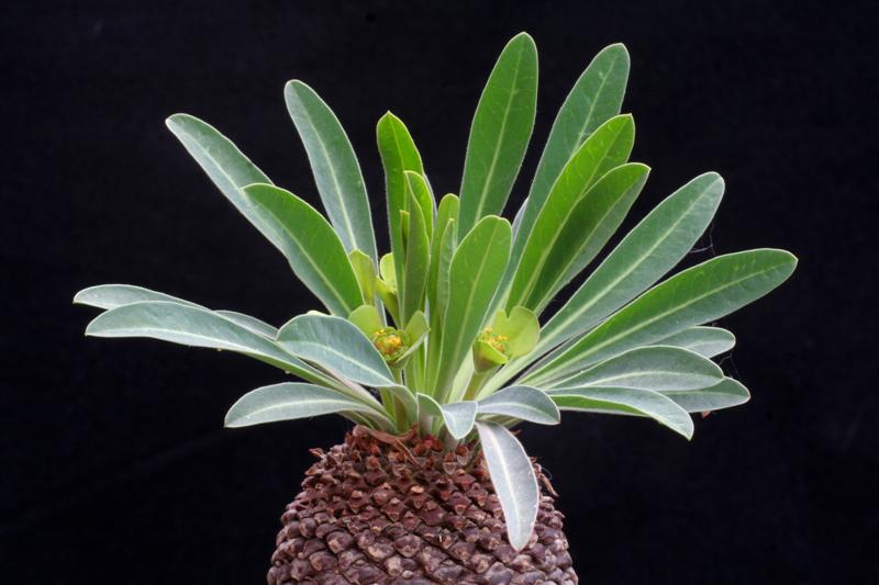 Euphorbia bupleurifolia 