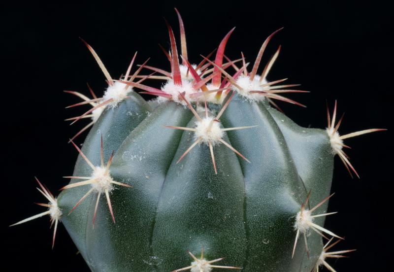 ferocactus viscainensis