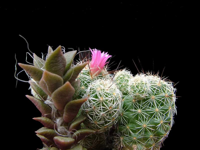 Mammillaria vetula ssp. gracilis 