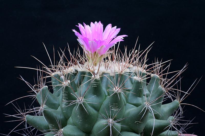 Thelocactus tulensis v. buekii 