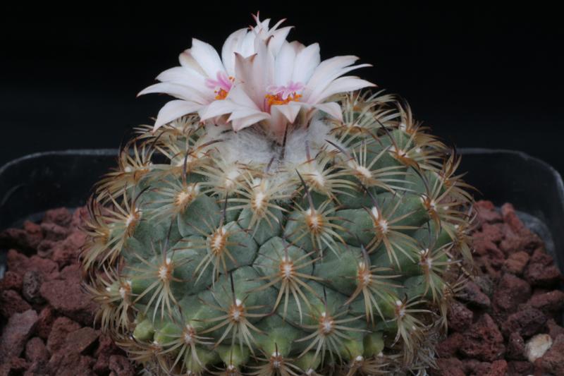 Turbinicarpus ysabelae 