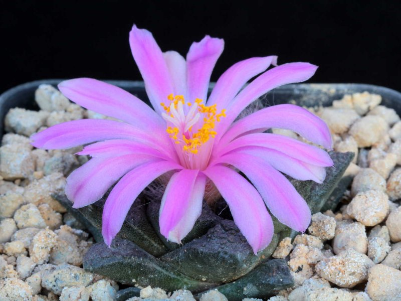 Ariocarpus fissuratus 