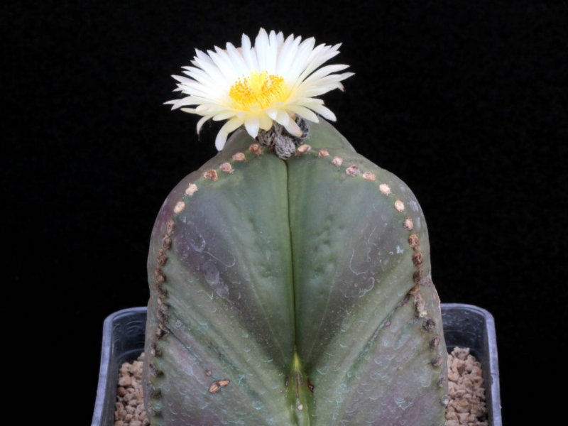 Astrophytum myriostigma v. nudum f. tricostatum 