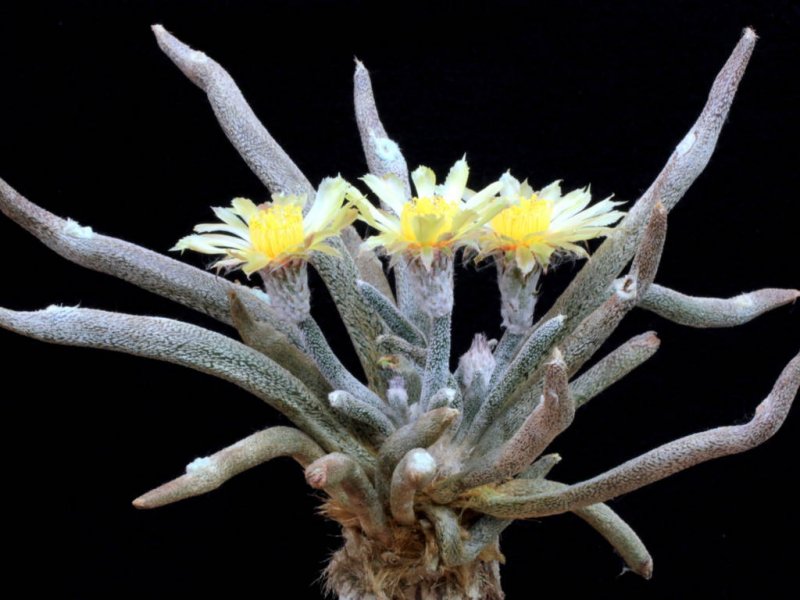 Astrophytum caput-medusae 