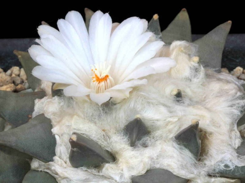 Ariocarpus retusus 
