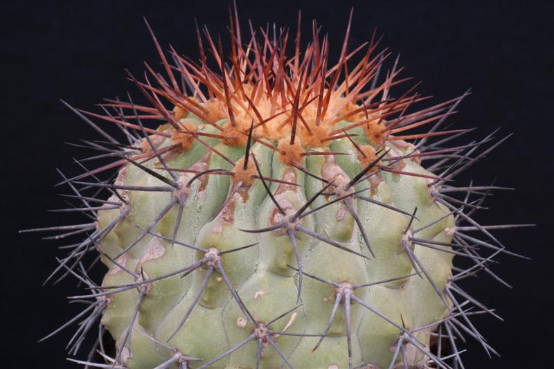 Copiapoa cinerea v. columna-alba 