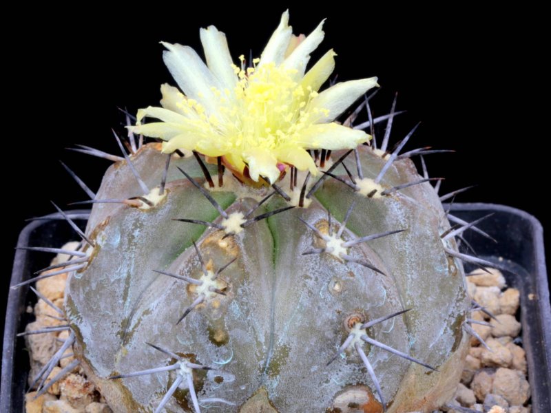 Copiapoa echinoides 