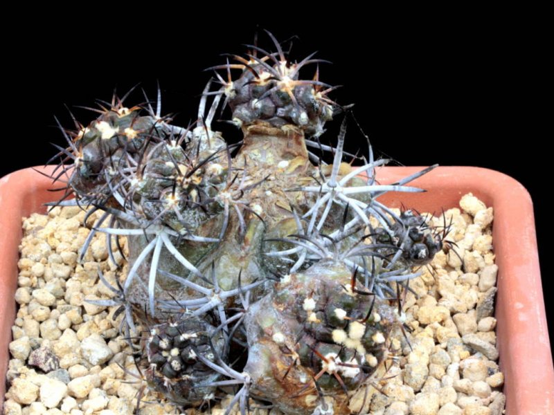 Copiapoa echinoides 