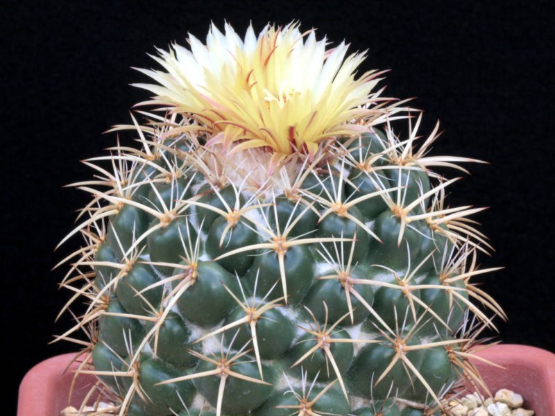 Coryphantha elephantidens elephantidens ssp. bumamma 