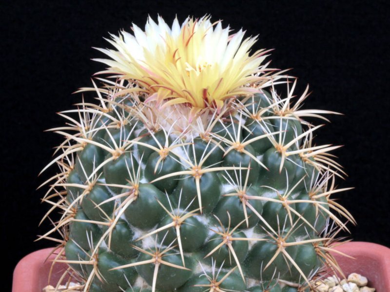 Coryphantha elephantidens ssp. bumamma 