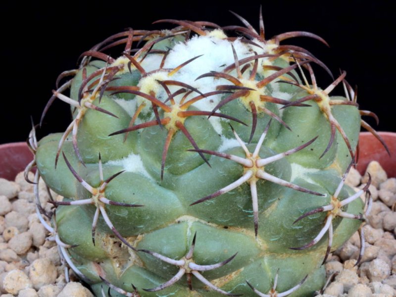 coryphantha garessii