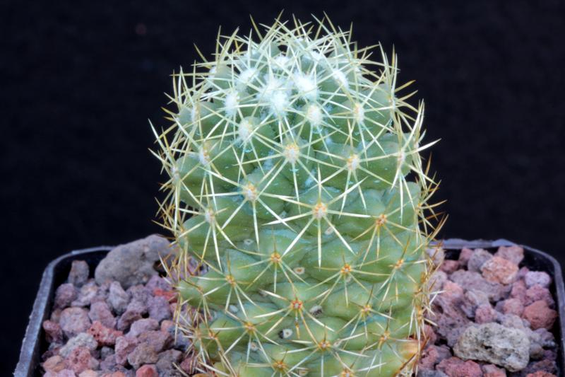 Coryphantha glassii KKR 604