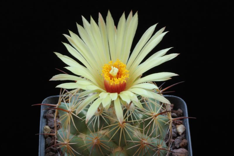 Coryphantha pallida 