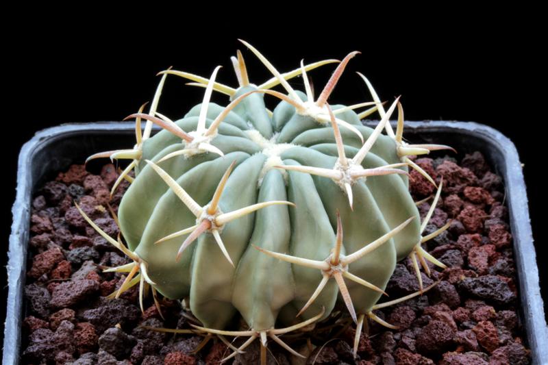 Echinocactus texensis 