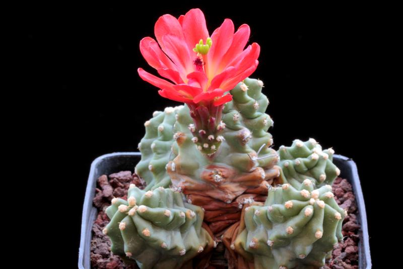 Echinocereus mojavensis f. inermis HK 1040