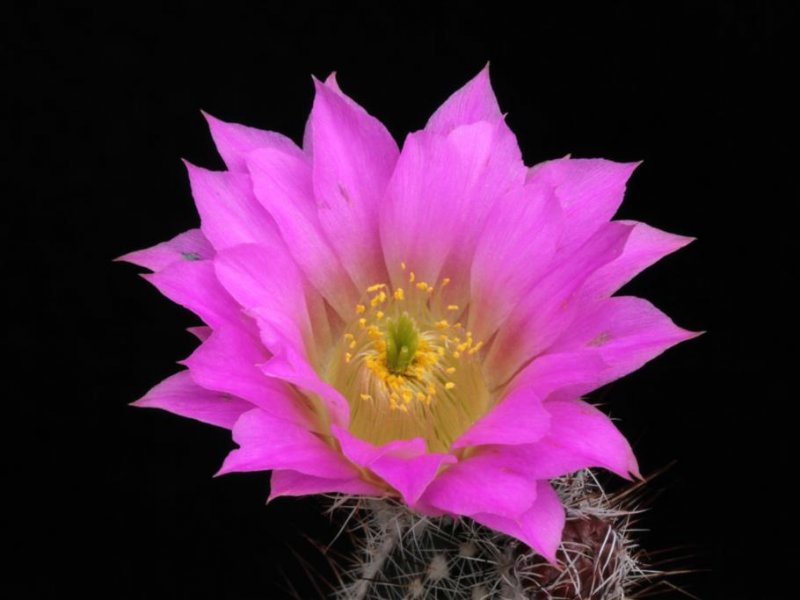 Echinocereus palmeri MAO 75