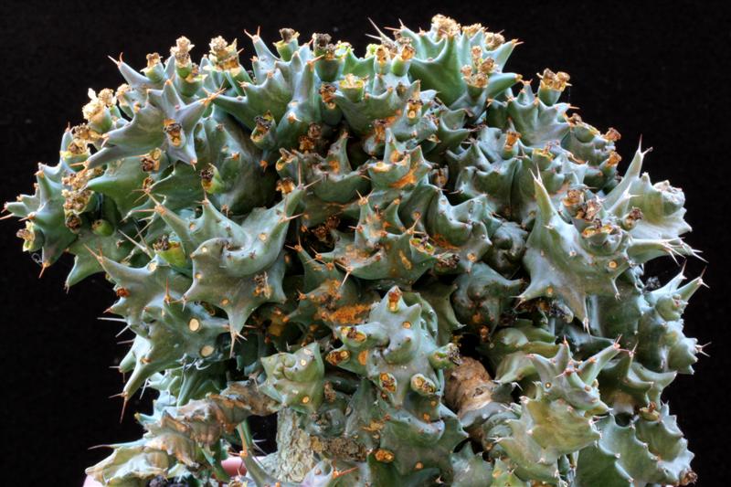 Euphorbia groenewaldii 