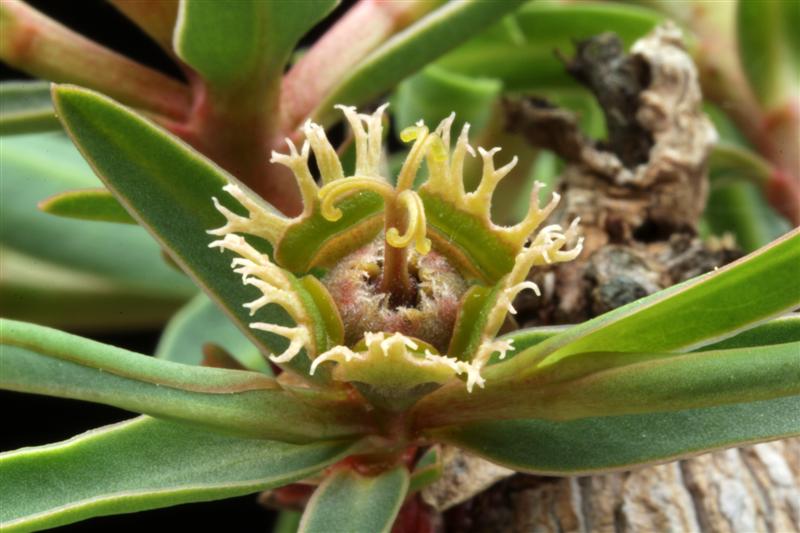 Euphorbia trichadenia 
