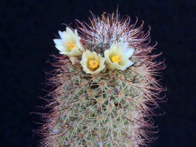 Mammillaria armillata Z 157