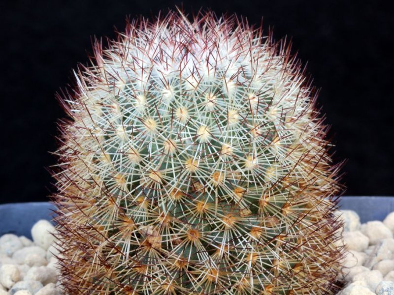 Mammillaria densispina 