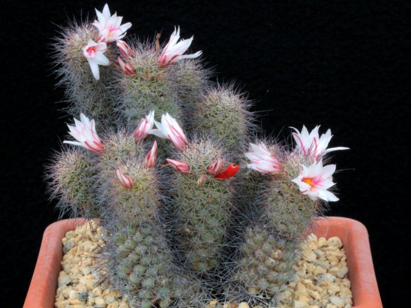 Mammillaria fraileana 