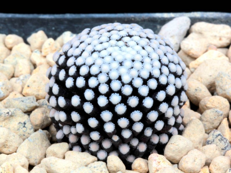 Mammillaria luethyi 