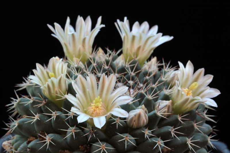 Mammillaria roseoalba SB 285