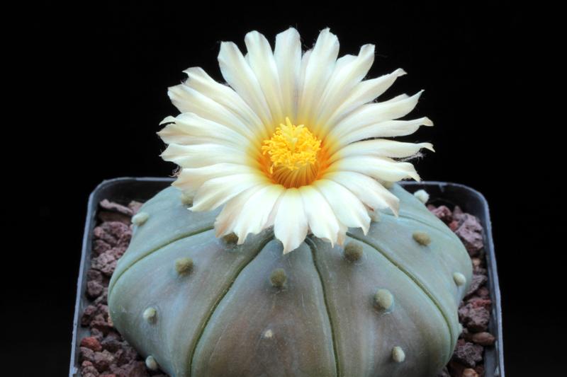 astrophytum asterias f. nudum