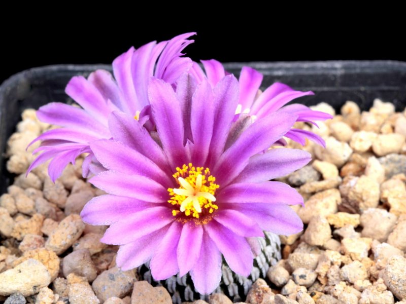 Turbinicarpus pseudopectinatus ssp. jarmilae FPAN 284