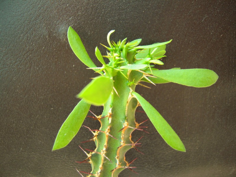 Euphorbia heterochroma 