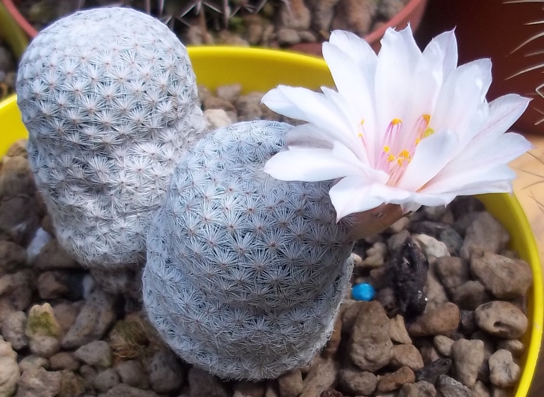Mammillaria albiflora 