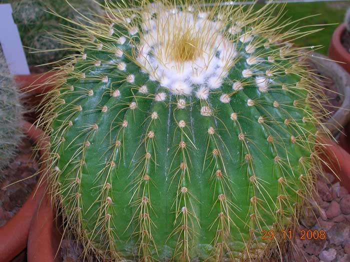 Notocactus schumannianus 