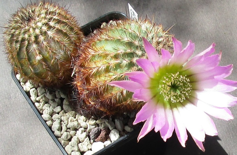 echinocereus  reichenbachii v. armatus