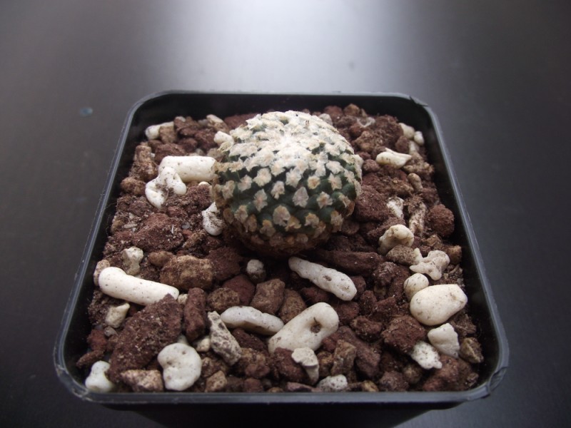 Turbinicarpus valdezianus v. albiflorus 