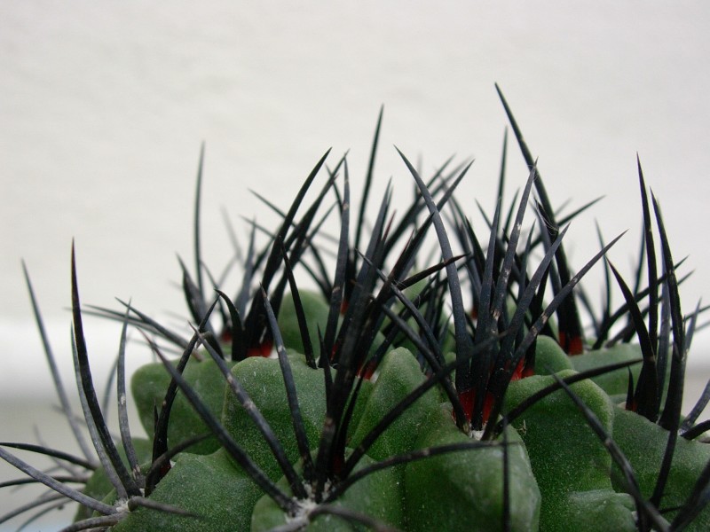 Neoporteria paucicostata 