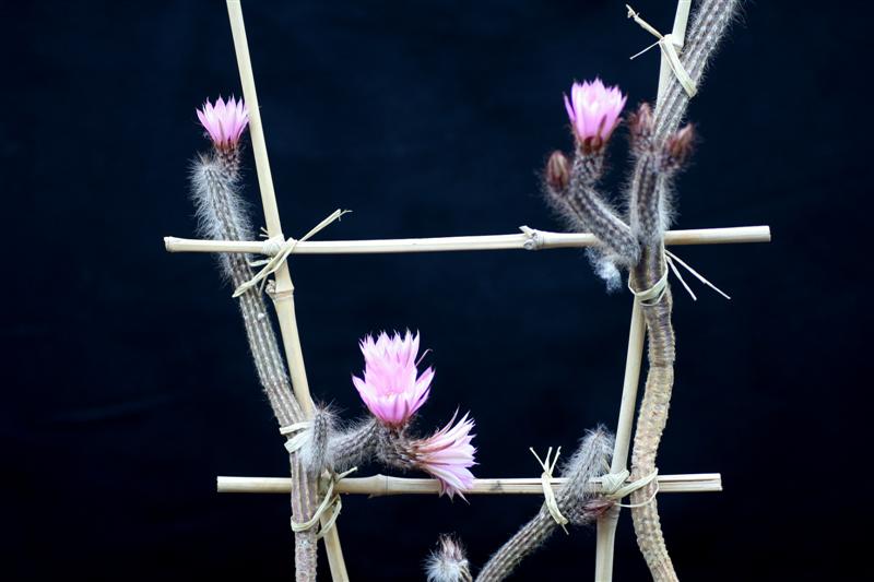 echinocereus schmollii 