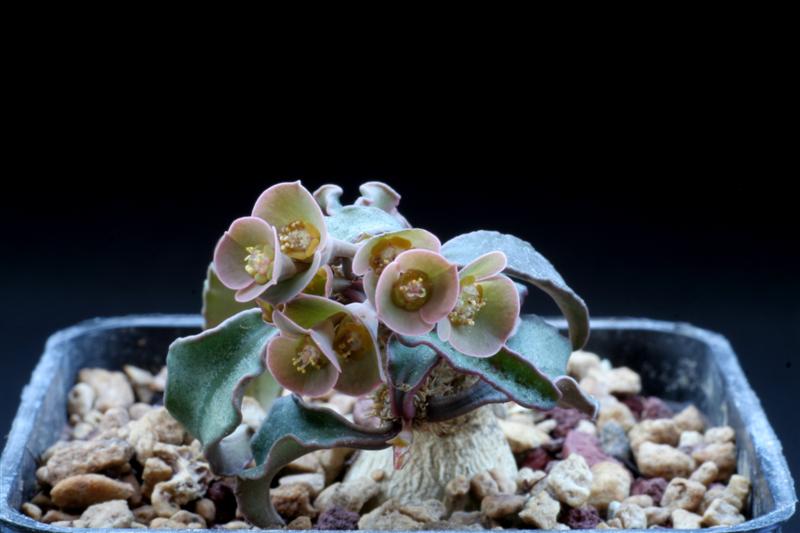 Euphorbia francoisii 