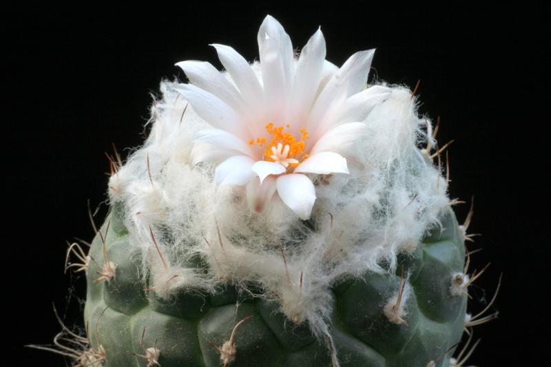 Turbinicarpus lophophoroides 