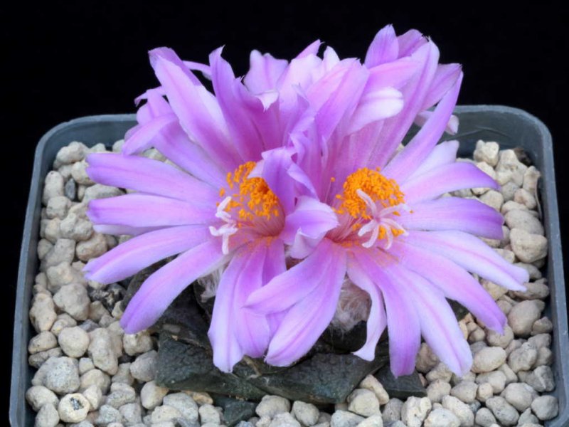 Ariocarpus fissuratus 