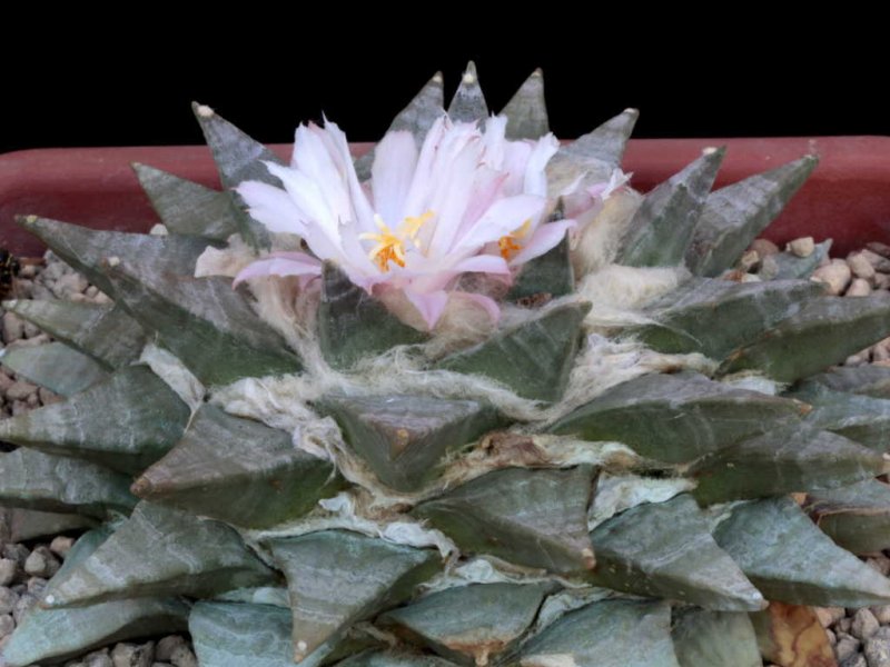 Ariocarpus retusus 