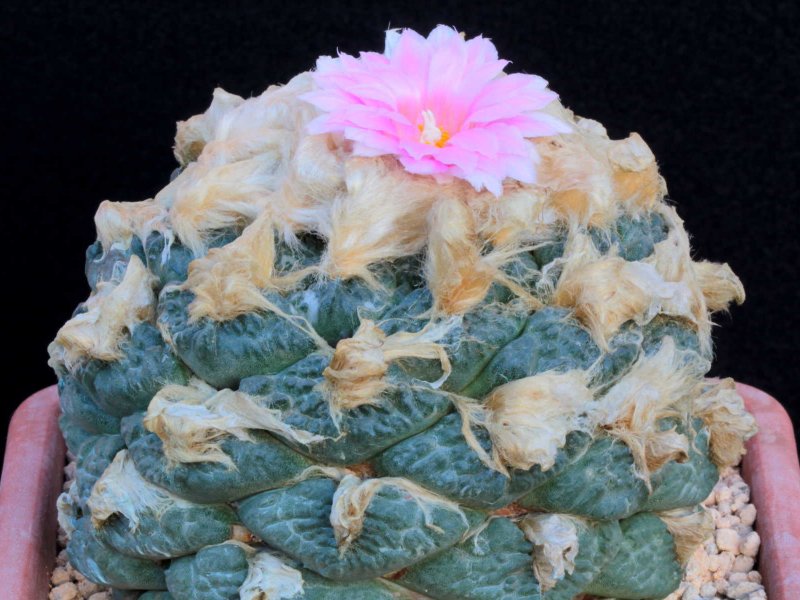 ariocarpus fissuratus v. lloydii