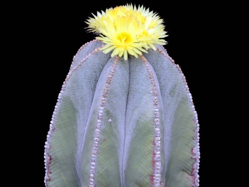 Astróphytum myriostigma 