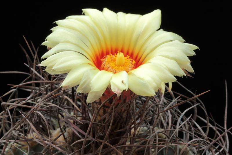 Astrophytum capricorne ssp. senile 