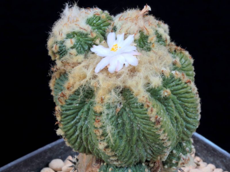 Aztekium ritteri 