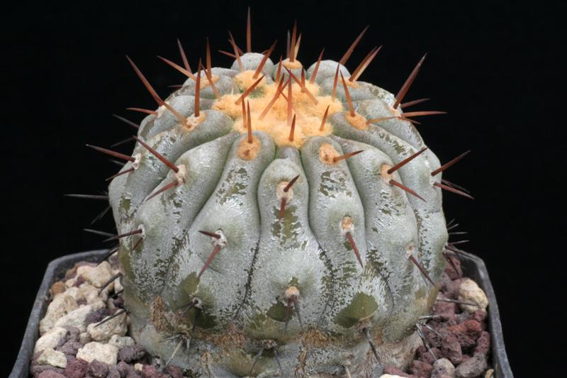 Copiapoa cinerea v. columna-alba 