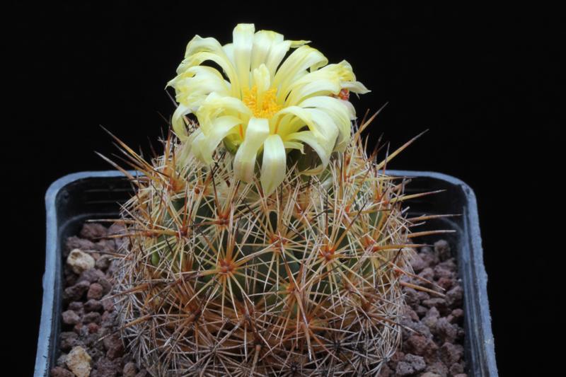 Coryphantha echinoidea PAN 164