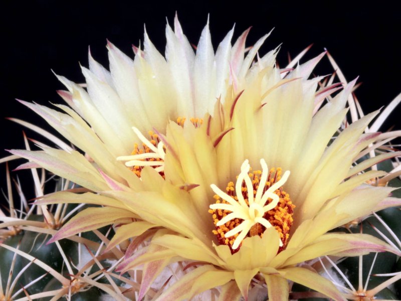 Coryphantha elephantidens ssp. bumamma 