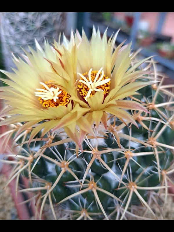 Coryphantha elephantidens ssp. bumamma 