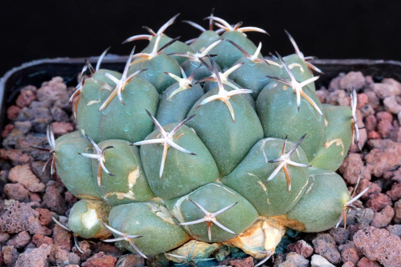 Coryphantha maiz-tablasensis 