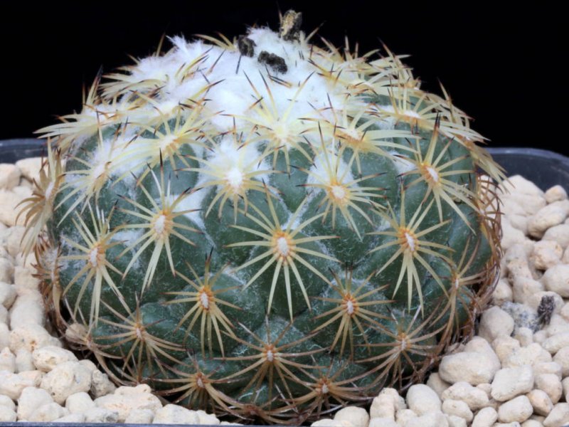 Coryphantha pseudoradians FO 047